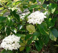 Viburnum japonicum Viburnum japonicum