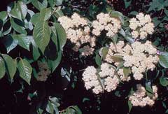 Viburnum lentago Sheepberry, Nannyberry, Nannyberry Viburnum Viburnum lentago Sheepberry, Nannyberry, Nannyberry Viburnum