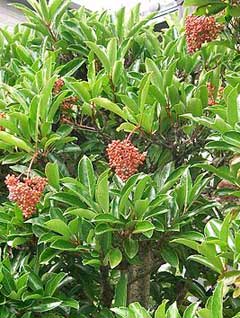 Viburnum odoratissimum Sweet Viburnum Viburnum odoratissimum Sweet Viburnum