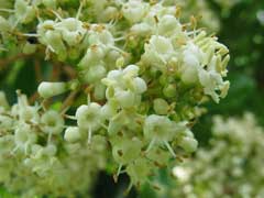 Viburnum odoratissimum Sweet Viburnum Viburnum odoratissimum Sweet Viburnum