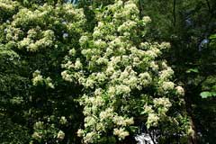 Viburnum sieboldii Siebold Viburnum sieboldii Siebold