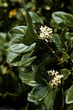 Viburnum suspensum Viburnum, Sandankwa Viburnum Viburnum suspensum Viburnum, Sandankwa Viburnum