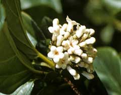 Viburnum suspensum Viburnum, Sandankwa Viburnum Viburnum suspensum Viburnum, Sandankwa Viburnum