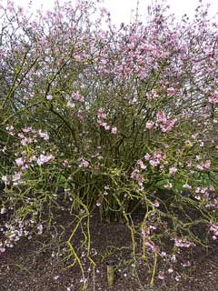 Viburnum x bodnantense Viburnum x bodnantense