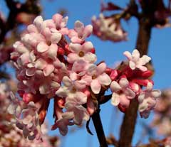 Viburnum x bodnantense Viburnum x bodnantense