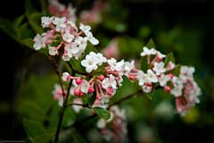 Viburnum x juddii Viburnum x juddii