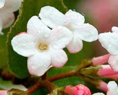 Viburnum x juddii Viburnum x juddii
