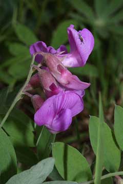 Vicia americana American Vetch, Mat vetch Vicia americana American Vetch, Mat vetch