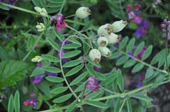 Vicia benghalensis Purple Vetch Vicia benghalensis Purple Vetch