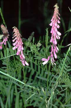 Vicia tenuifolia Fine-Leaved Vetch, Cow vetch Vicia tenuifolia Fine-Leaved Vetch, Cow vetch