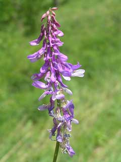 Vicia tenuifolia Fine-Leaved Vetch, Cow vetch Vicia tenuifolia Fine-Leaved Vetch, Cow vetch