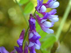 Vicia villosa Large Russian Vetch, Winter vetch Vicia villosa Large Russian Vetch, Winter vetch
