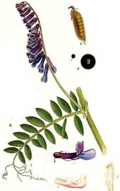 Vicia villosa Large Russian Vetch, Winter vetch Vicia villosa Large Russian Vetch, Winter vetch