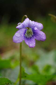 Viola adunca Western Dog Violet, Hookedspur violet, Kirk Viola adunca Western Dog Violet, Hookedspur violet, Kirk