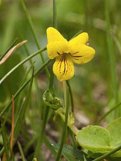 Viola biflora Twoflower Violet, Arctic yellow violet, Carlott Viola biflora Twoflower Violet, Arctic yellow violet, Carlott