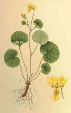 Viola biflora Twoflower Violet, Arctic yellow violet, Carlott Viola biflora Twoflower Violet, Arctic yellow violet, Carlott