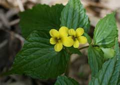 Viola brevistipulata Viola brevistipulata