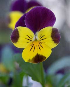 Viola cornuta Horned Violet, Bedding Pansy, Tufted Pansy,