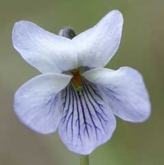 Viola palustris Dwarf Marsh Violet