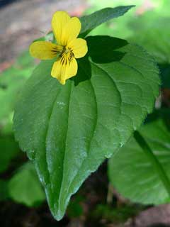 Viola glabella Stream Violet, Pioneer violet Viola glabella Stream Violet, Pioneer violet
