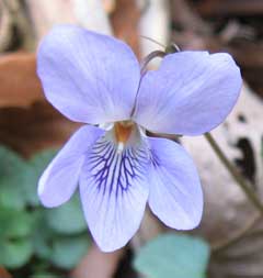 Viola grypoceras 