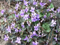 Viola labradorica Labrador Violet, Alpine violet, Johnny Jump-Up,  Alpine Violet