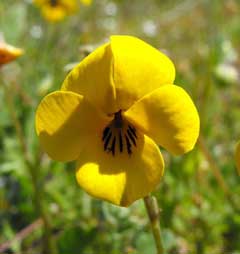 Viola pedunculata Grass Pansy