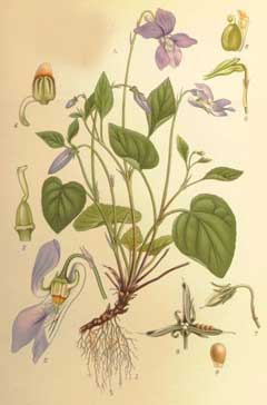 Viola riviniana Wood Violet Viola riviniana Wood Violet