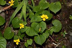 Viola sempervirens Redwood Violet, Evergreen violet Viola sempervirens Redwood Violet, Evergreen violet