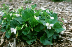 Viola sororia Wooly Blue Violet, Common blue violet Viola sororia Wooly Blue Violet, Common blue violet