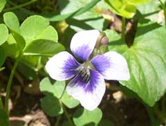 Viola sororia Wooly Blue Violet, Common blue violet Viola sororia Wooly Blue Violet, Common blue violet