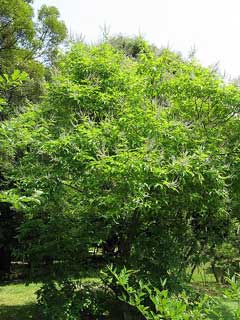 Vitex cannabifolia 