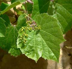 Vitis arizonica Canyon Grape Vitis arizonica Canyon Grape