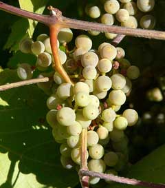 Vitis arizonica Canyon Grape Vitis arizonica Canyon Grape