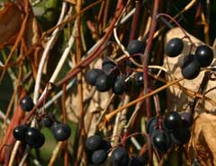 Vitis labrusca Northern Fox Grape, Fox grape Vitis labrusca Northern Fox Grape, Fox grape