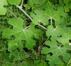 Vitis mustangensis Mustang Grape Vitis mustangensis Mustang Grape