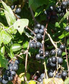 Vitis mustangensis Mustang Grape Vitis mustangensis Mustang Grape