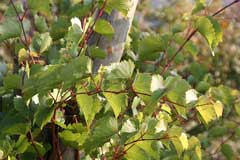Vitis rupestris Sand Grape Vitis rupestris Sand Grape
