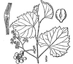 Vitis rupestris Sand Grape Vitis rupestris Sand Grape