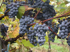 Vitis vinifera Grape