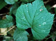 Vitis vulpina Frost Grape Vitis vulpina Frost Grape