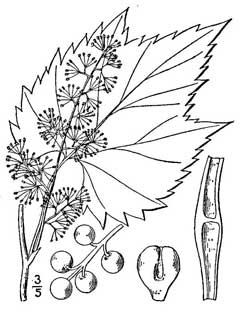 Vitis vulpina Frost Grape Vitis vulpina Frost Grape