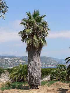 Washingtonia filifera Desert Fan Palm, California fan palm, California Washingtonia Palm, Petticoat Palm, Desert Fan Pal Washingtonia filifera Desert Fan Palm, California fan palm, California Washingtonia Palm, Petticoat Palm, Desert Fan Pal