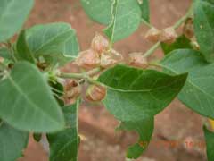 Withania somnifera Ashwagandha - Indian Ginseng