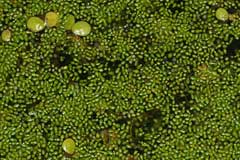 Wolffia arrhiza Least Duckweed, Spotless watermeal Wolffia arrhiza Least Duckweed, Spotless watermeal