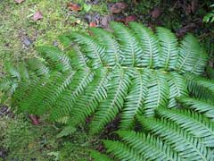 Woodwardia radicans Chain Fern, Rooting chainfern Woodwardia radicans Chain Fern, Rooting chainfern