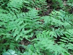 Woodwardia areolata Netted chain fern