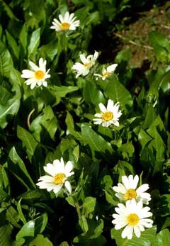 Wyethia helianthoides Sunflower Wyethia, Sunflower mule-ears Wyethia helianthoides Sunflower Wyethia, Sunflower mule-ears