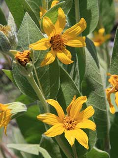 Wyethia mollis Woolly Wyethia, Woolly mule-ears Wyethia mollis Woolly Wyethia, Woolly mule-ears
