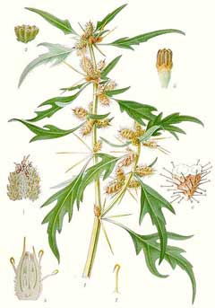 Xanthium spinosum Spiny Cocklebur Xanthium spinosum Spiny Cocklebur